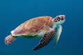   Turtle taken Bonaire Nikon D300 sea housing two YS110 strobes using 1735 2.8 lens 17-35 17 35 28  